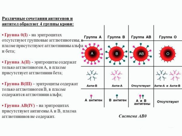 Кто и как определяет группу крови?