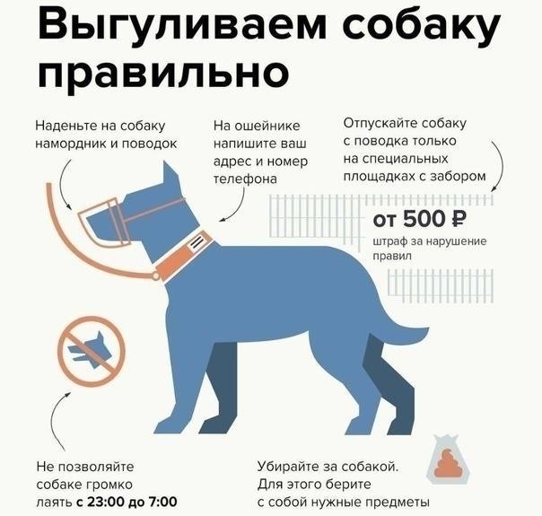 Основные правила, которые необходимо соблюдать во время выгула собаки