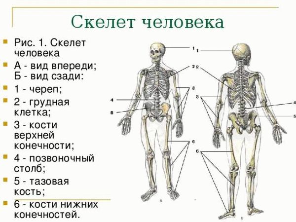 Имплантация устройства для очистки крови: правда или вымысел?