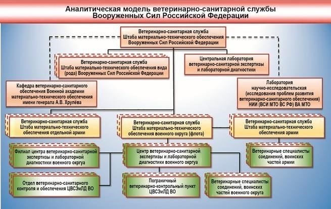 Военно-ветеринарная экспертиза: Основные задачи и процедуры